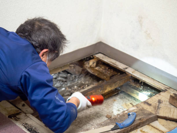 Best Professional Mold Removal  in Galveston, TX