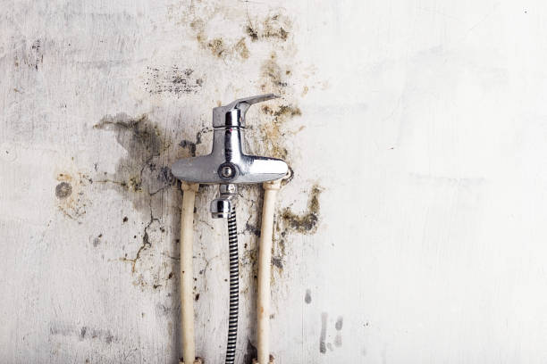 Best Mold Removal Company Near Me  in Galveston, TX