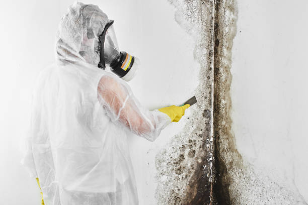 Best Office Mold Removal Services  in Galveston, TX