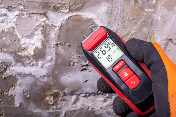 Best Toxic Mold Removal  in Galveston, TX