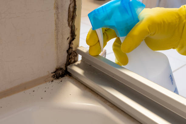 Best Professional Mold Removal  in Galveston, TX