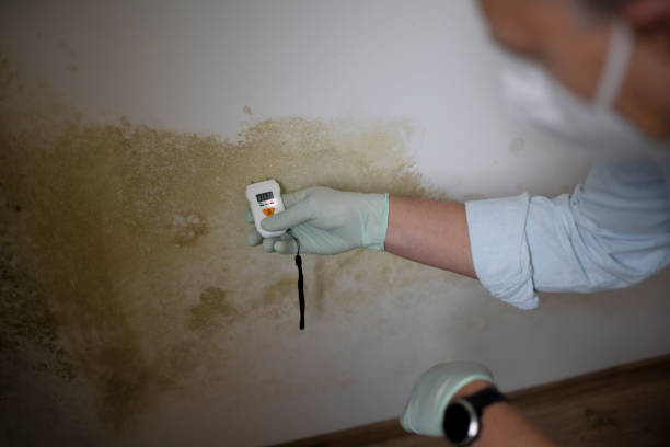 Best Black Mold Removal  in Galveston, TX