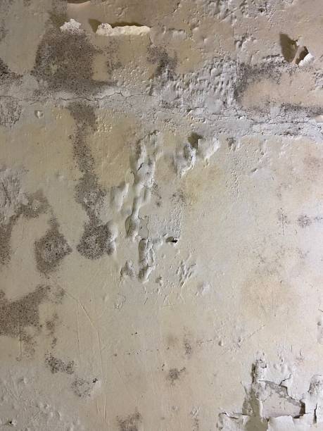 Galveston, TX Mold Removal Company