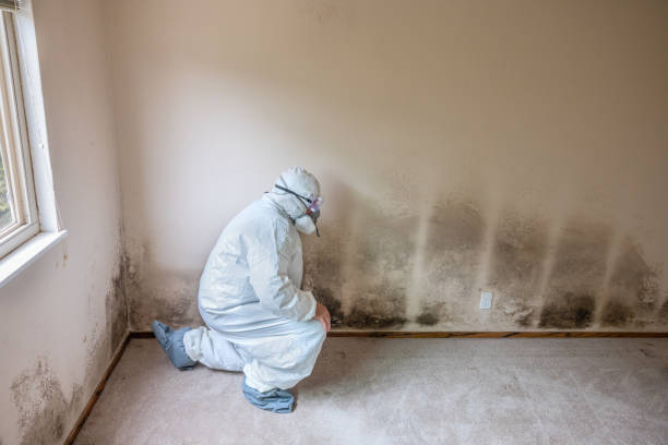 Mold Testing and Removal in Galveston, TX