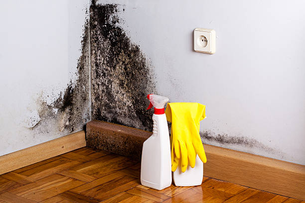 Professional Mold Removal in Galveston, TX