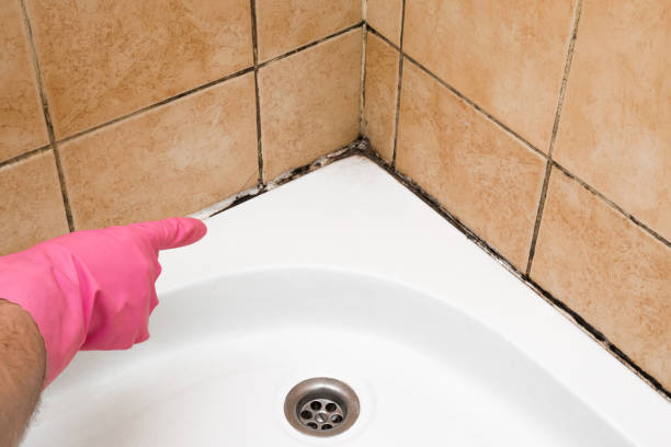  Galveston, TX Mold Removal Pros